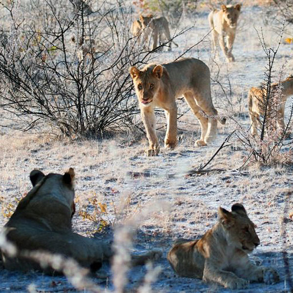 Kgalagadi Transfrontier Park