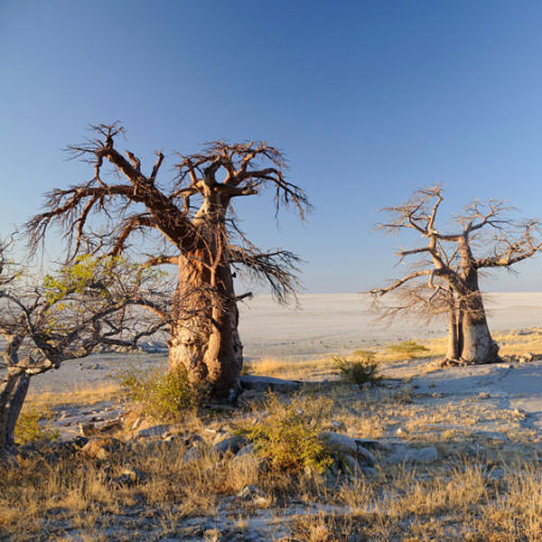 Makgadikgadi and Nxai Pan