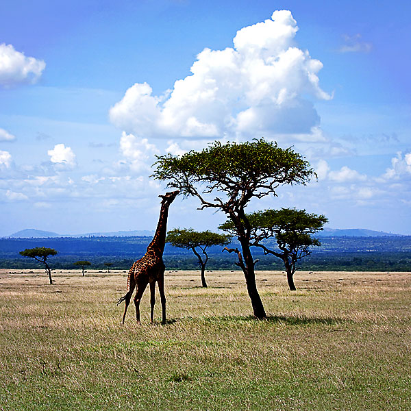 Kenya