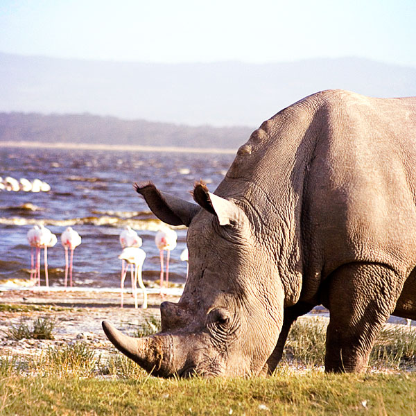 Lake Nakuru National Park