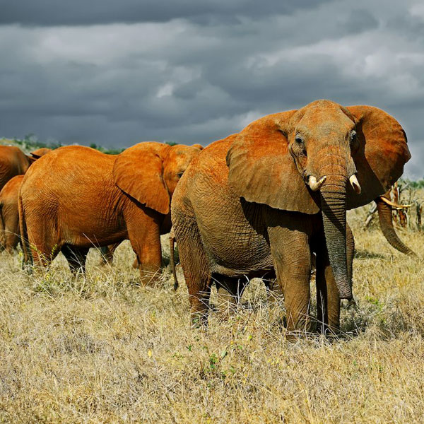Tsavo East National Park
