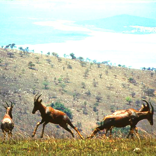Mukura Forest Reserve