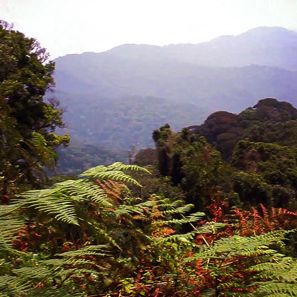 Nyungwe Forest National Park