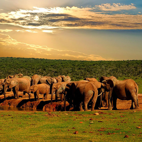 Addo Elephant National Park