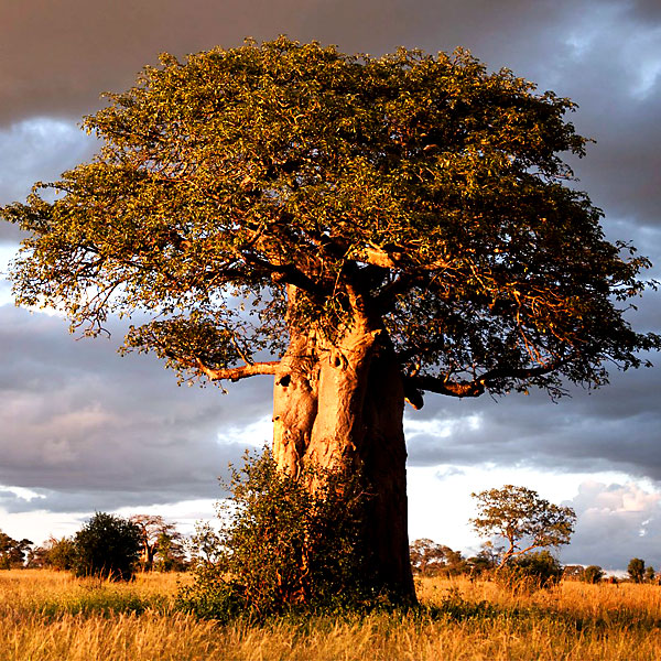Tarangire National Park