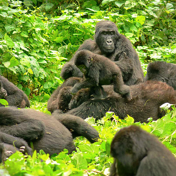 Bwindi Impenetrable National Park