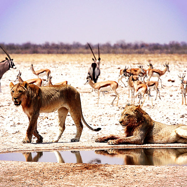 Etosha National Park