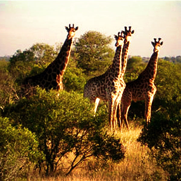Kruger National Park