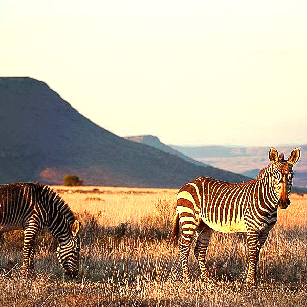 Mountain Zebra National Park