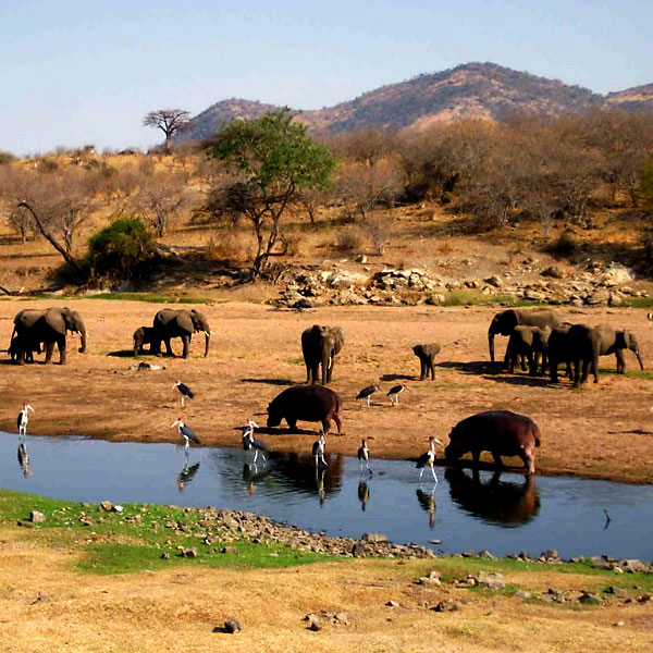 Ruaha National Park