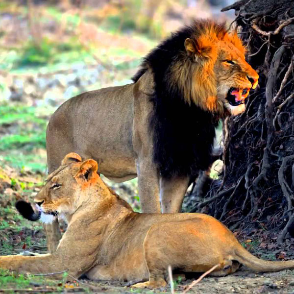 Kafue National Park